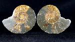 Cleoniceras (Grycia) besairiei COLLIGNON 1949 - Bild © FossNet FossilienStore